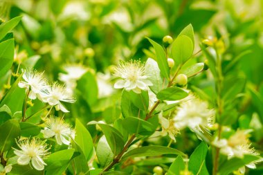 Bir Myrtle çalısı çiçeğinin güneşli yaz arkaplanı. Yakından çekilmiş.