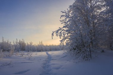 Gün batımında muhteşem kış manzarası, kış ormanı patikası, Yamalo-Nenets Özerk Bölgesi