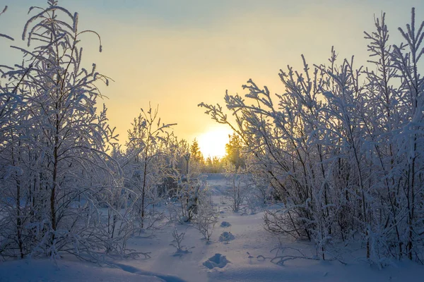 Fabuloso Paisaje Invernal Atardecer Sendero Forestal Invernal Distrito Autónomo Yamalo — Foto de Stock