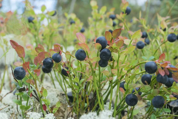 Blueberry Berry Grows Yagel Northern Autumn Forest — Stock Photo, Image