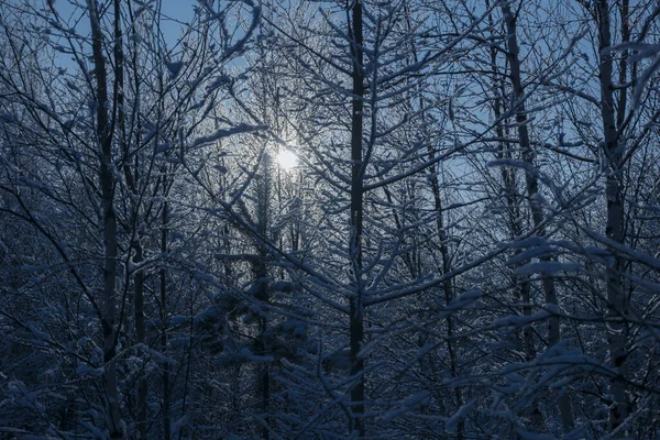 Sun Peeks Branches Trees Winter Dark Blue Forest — Stock Photo, Image