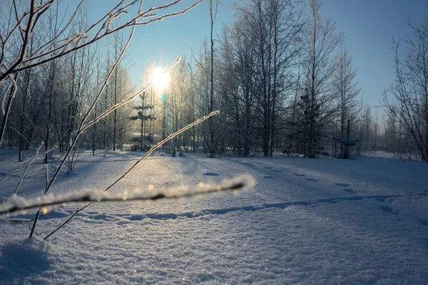 Χειμερινό Τοπίο Παγωμένη Ημέρα Θραύσματα Παγετού Καλύπτονται Κλαδιά Δέντρων Και — Φωτογραφία Αρχείου