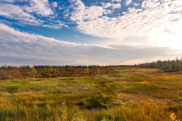 Outono Paisagem Colorida Tundra Floresta Céu Pitoresco Pôr Sol Distrito — Fotografia de Stock