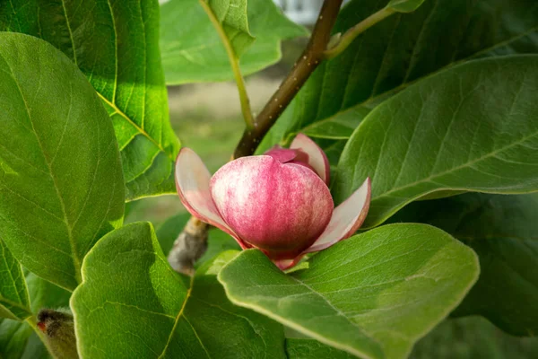 Blommande Vackra Magnolia Bland Sina Egna Gröna Blad Södra Ryssland — Stockfoto