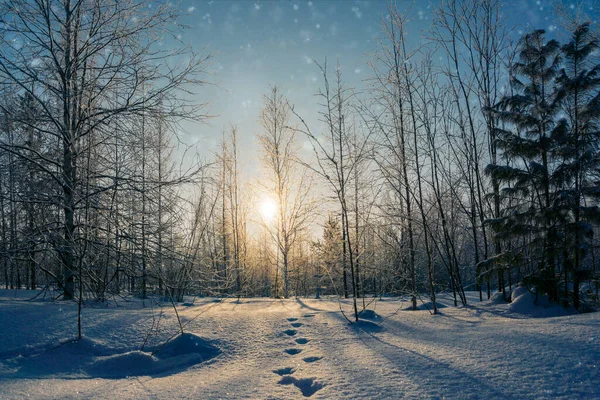 Zimowy Las Krajobrazowy Bajki Zachodzie Słońca Błękitne Niebo Musujące Płatki — Zdjęcie stockowe