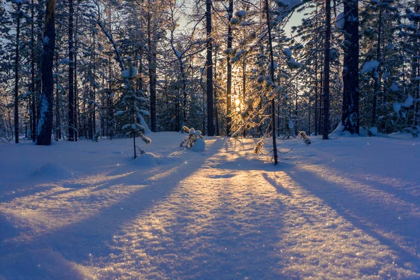 Χειμερινό Τοπίο Χειμερινό Δάσος Που Περιβάλλεται Από Τις Ακτίνες Του — Φωτογραφία Αρχείου