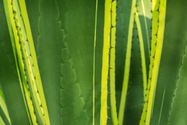 Çiçek arkaplanı. Yakın plan. Agave alt ailesinin monotipik bitkilerinin cinsi. Yapraklar yeşil ve kenarlarında sarı çizgiler var..