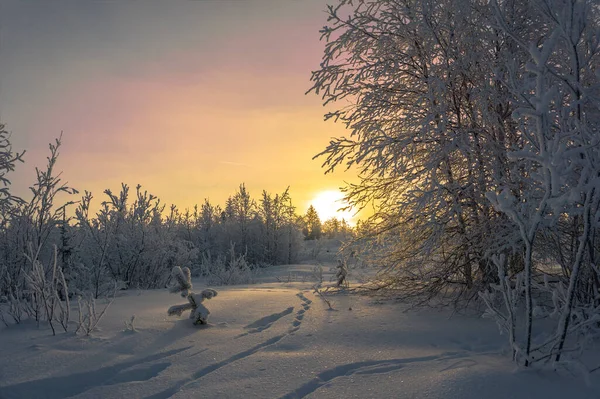 Winter Landscape Frosty Evening Snowy Winter Forest Nature Far North — Stock Photo, Image