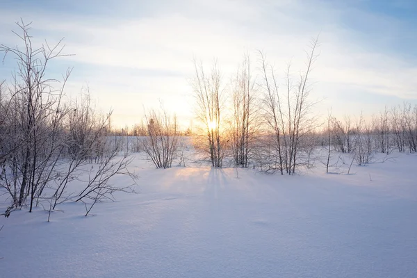 Táj. téli erdő — Stock Fotó