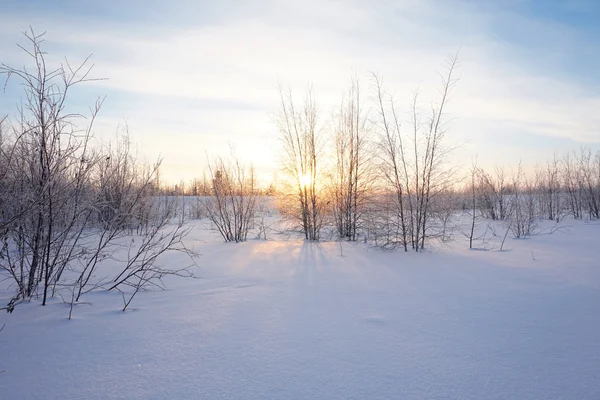 Landschaft. Winterwald — Stockfoto