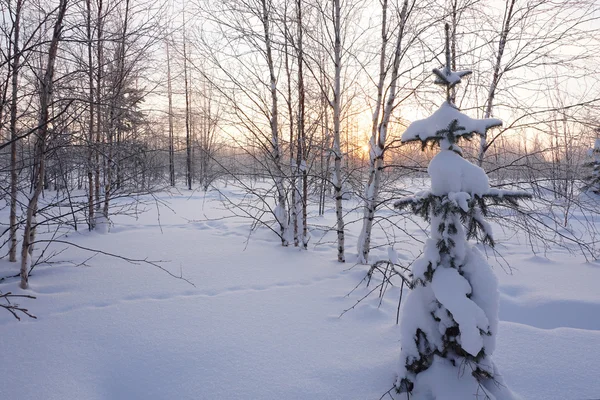 Paisaje. bosque de invierno — Foto de Stock