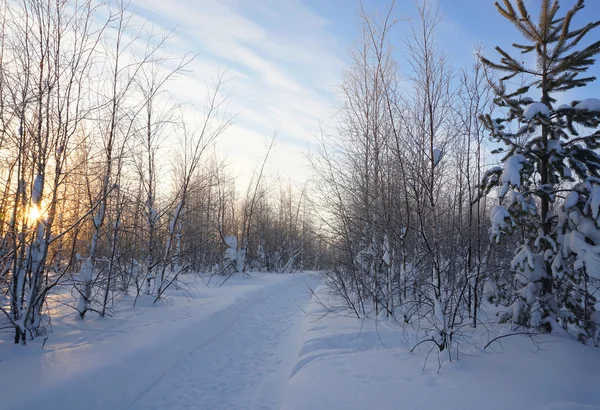 Paisaje. bosque de invierno — Foto de Stock