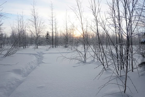 Landschaft. Winterwald — Stockfoto