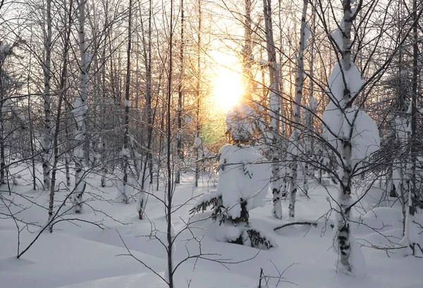 Landschaft. Winterwald — Stockfoto