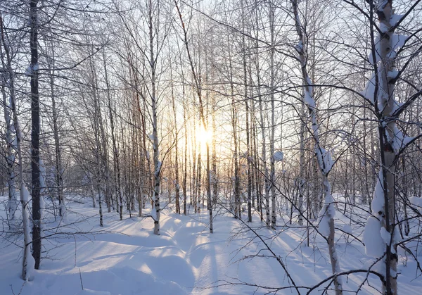 Landskap. Winter forest — Stockfoto