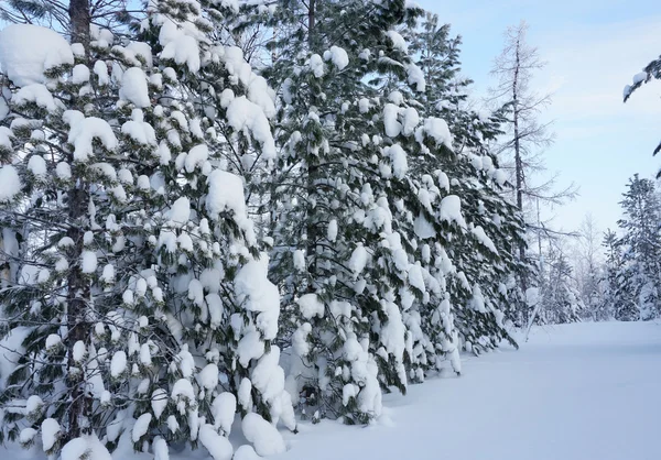 Paisaje invierno — Foto de Stock