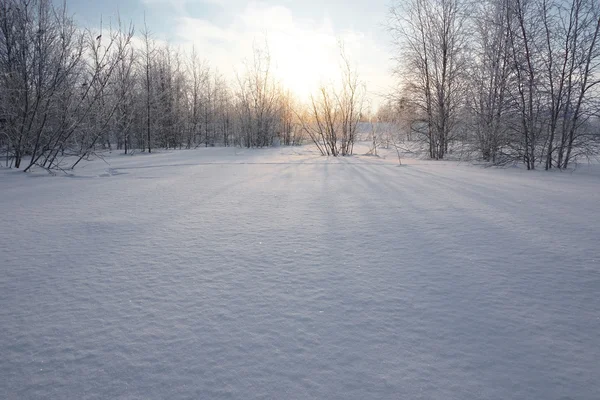 Landscape. winter forest — Stock Photo, Image