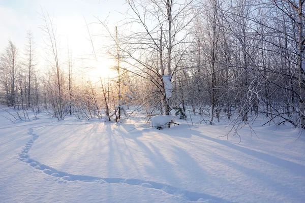 Paisagem. floresta de inverno — Fotografia de Stock