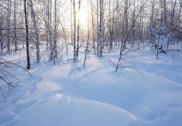 Paisaje. bosque de invierno Imágenes De Stock Sin Royalties Gratis