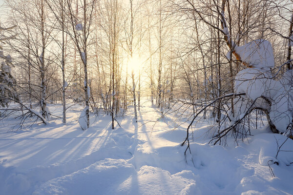 Landscape. winter forest