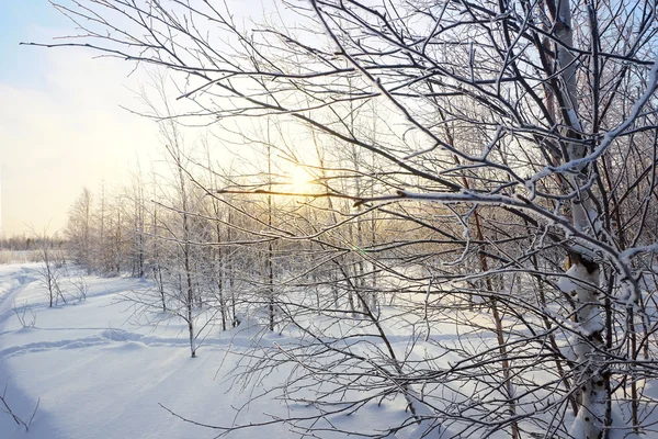 Τοπίο. Χειμώνας δάσος — Φωτογραφία Αρχείου