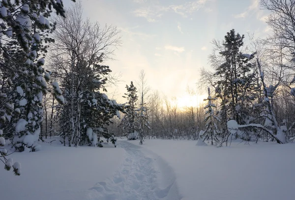 Landschaft. Winterwald — Stockfoto