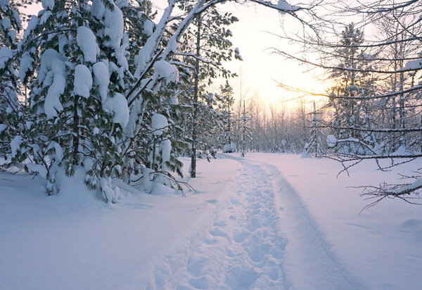 Landscape. winter forest