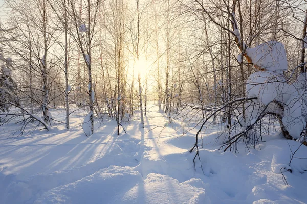 Paisaje. bosque de invierno Fotos De Stock Sin Royalties Gratis