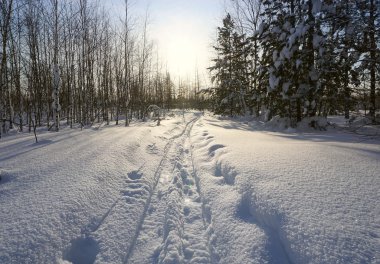 Winter landscape. track from wide skis clipart