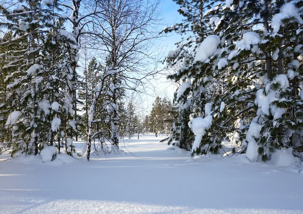 Paisagem inverno — Fotografia de Stock