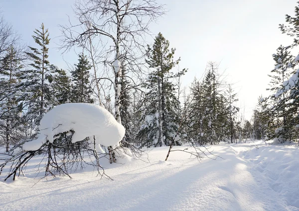 Vinterlandskap — Stockfoto