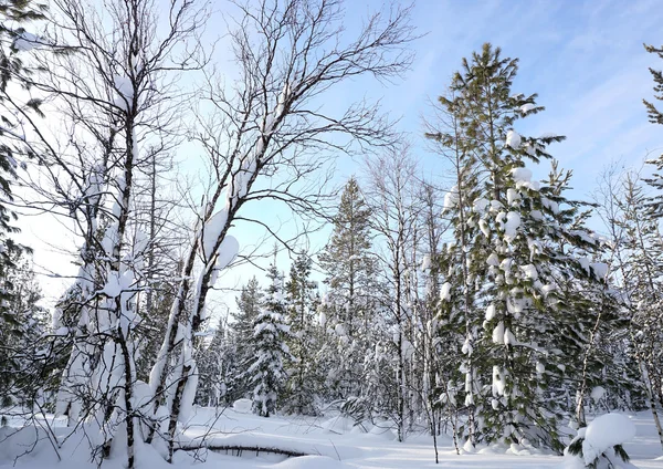 Winter landscape — Stock Photo, Image