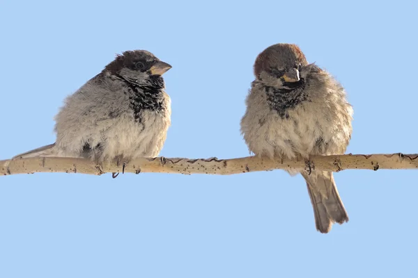 Dua burung pipit — Stok Foto