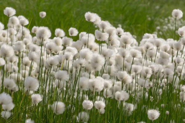 Cotton grass — Stock Photo, Image