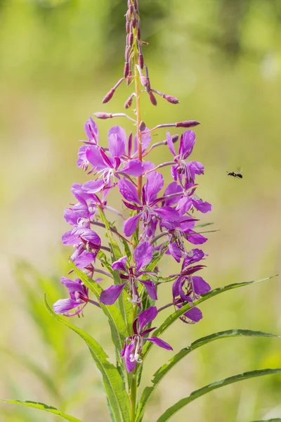 Té de sauce de flor abierta Imagen de archivo