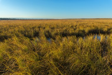 Sonbahar manzara tundra