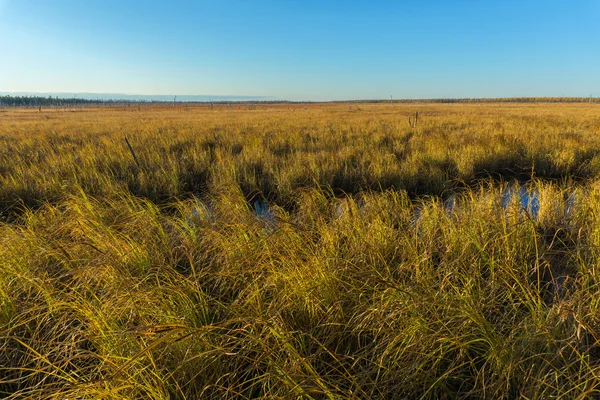 Outono paisagem tundra — Fotografia de Stock