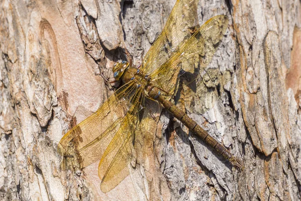 Stora bruna dragonfly — Stockfoto