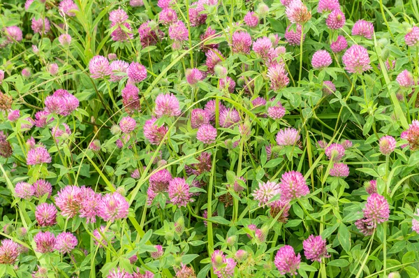 Красный клевер (Trifolium pratense ) Стоковая Картинка