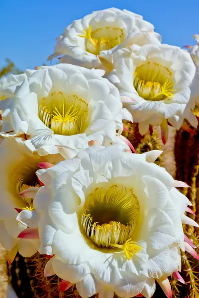 Echinopsis blumigen Morgen — Stockfoto