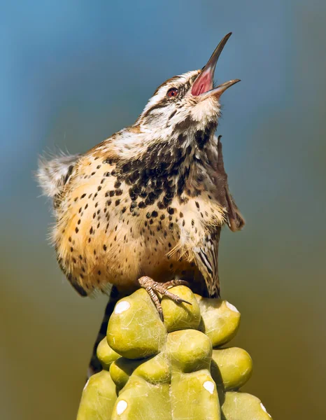 Kaşıntılı kaktüs çit kuşu
