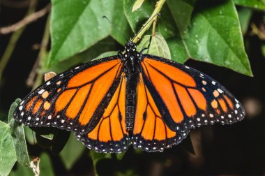 Monarch kelebek kanatları açık