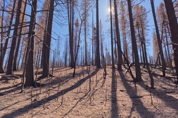 Büyük Kanyon 'da harap olmuş bir orman Kuzey Rim Arizona 2025 Ejderha Bravo Wildfire' ından.