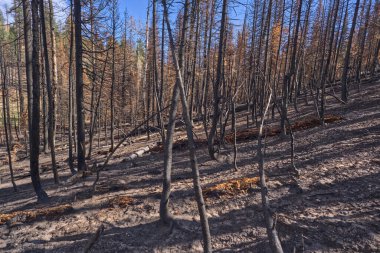 Büyük Kanyon 'da harap olmuş bir orman Kuzey Rim Arizona 2025 Ejderha Bravo Wildfire' ından.
