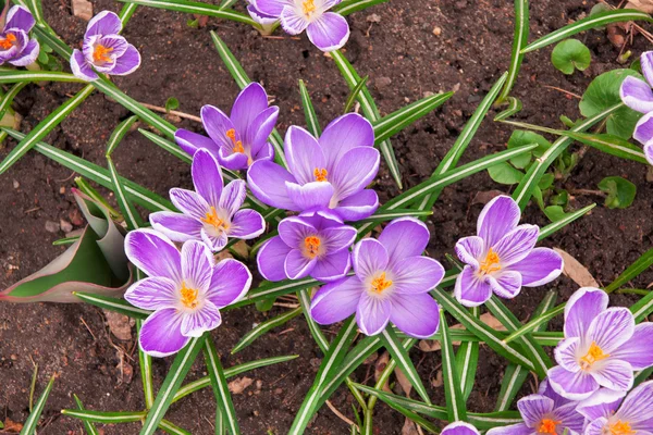 Fresh spring crocuses — Stock Photo, Image