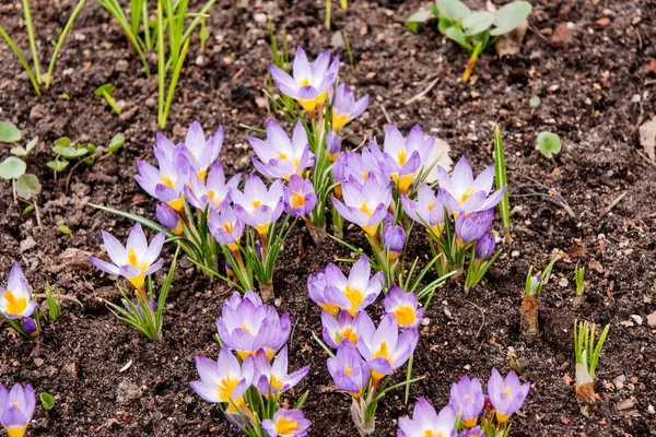 Spring crocuses in nature — Stock Photo, Image