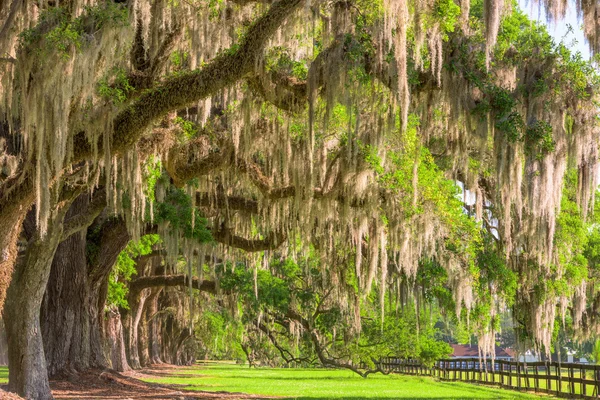 Folhagem de plantação do sul — Fotografia de Stock