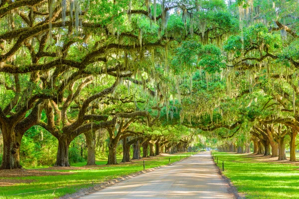 Entrada de plantación arbolada — Foto de Stock