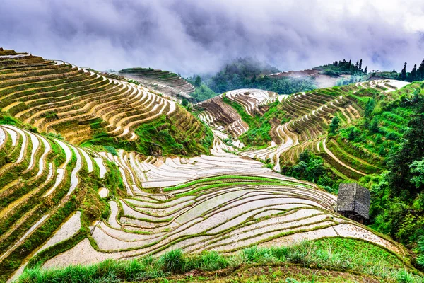 Çin pirinç terasları — Stok fotoğraf