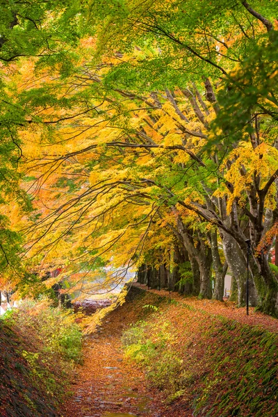 Japonya akçaağaç tünel — Stok fotoğraf